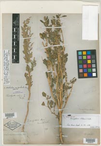 Herbarium Sheet of 